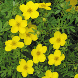 ������ ������ �������� ������������� ��������   ����