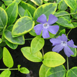 ������ ������ �������� ����� ��� ��� ����   ����