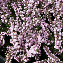 ������ ������ ������ ������������ ���� �������   ����