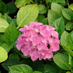 ������ ������ ��������� �������������� �������   ����