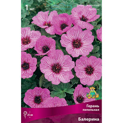 ������ ������ ������ ��������� ��������   ����