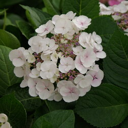 ������ ������ ��������� �������������� �������   ����