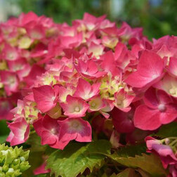 ������ ������ �������������� ��������� ��������   ����