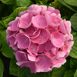 ������ ������ ��������� �������������� �����������   ����