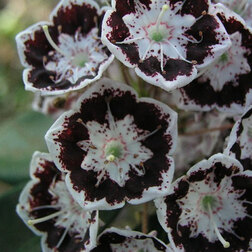 ������ ������ ������� ������������� ���� �����   ����