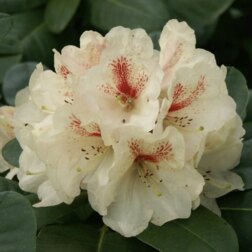 ������ ������ ����������� ��������� ���������   ����