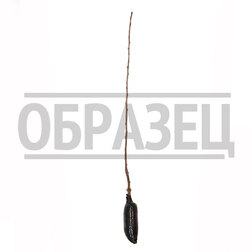 ������ ������ ����� ������������   ����