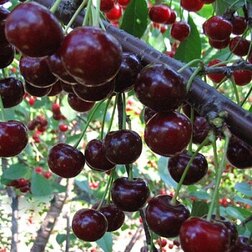 ������ ������ ����� ��������� (���)   ����