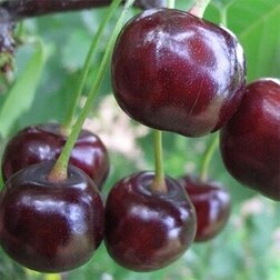 ������ ������ ����� ����� (���)   ����