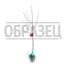 ������ ������ ����� ���� (� �����)   ����