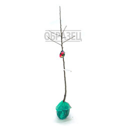 ������ ������ ������ ��������� (������ 54-118 ��������������) (� �����)   ����