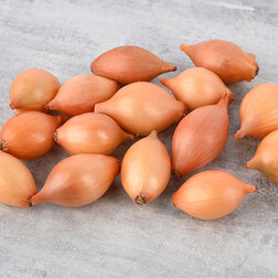 ������ ������ ���-����� ������ (��-1��)   ����