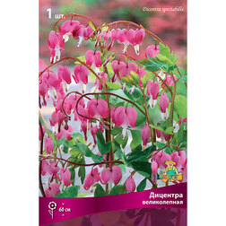 ������ ������ �������� ������������   ����