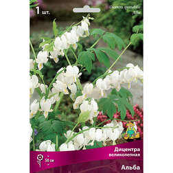 ������ ������ �������� ������������ �����   ����