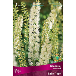 ������ ������ �������� ������� ���� ����   ����