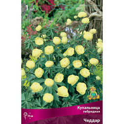 ������ ������ ���������� ��������� ������   ����