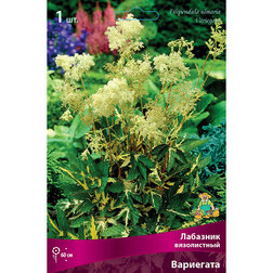 ������ ������ �������� ����������� ���������   ����