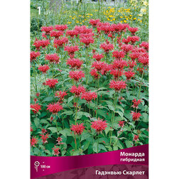 ������ ������ ������� ��������� �������� �������   ����