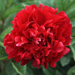 ������ ������ ���� ����������� ������ �����   ����