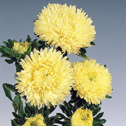 ������ ������ ����� ���� ����� (1 ��-1000��) ���������������� ������   ����