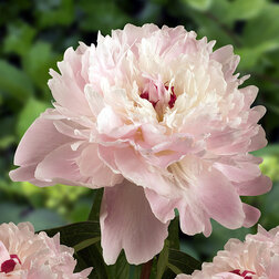 ������ ������ ���� ����������� ������   ����