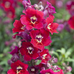 ������ ������ ������� ��� ��������� ��� (1��-1000��) ���������������� ������   ����