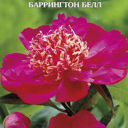 ������ ������ ���� ����������� ���������� ����   ����