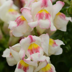 ������ ������ ������� ��� ������� ������������ (1��-1000��) ���������������� ������   ����