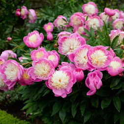 ������ ������ ���� ����������� (���� �� �����)   ����