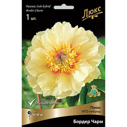 ������ ������ ����� ���-������ ������ ����* (2-3 �����)   ����