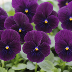 ������ ������ ������ ������� ������ ����� ����� ��� (1��-100��) ���������������� ������   ����