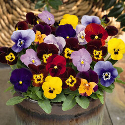 ������ ������ ������ ������� ������ ����� ���� (1��-100��) ���������������� ������   ����