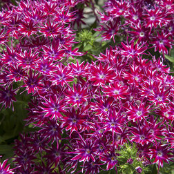 ������ ������ ����� �������� ����� (1��-100��) ���������������� ������   ����