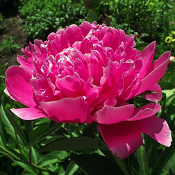 ������ ������ ���� ����������� ������� �� �� ����   ����