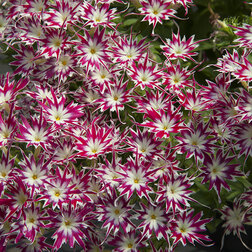 ������ ������ ����� �������� ���� ��� �� (1��-250��) ���������������� ������   ����