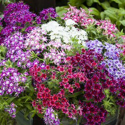 ������ ������ ����� �������� ������� ���� (1��-100��) ���������������� ������   ����