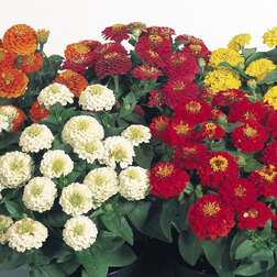 ������ ������ ������ ������� ���� (1��-100��) ���������������� ������   ����