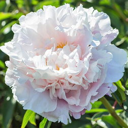 ������ ������ ���� ����������� ��������   ����