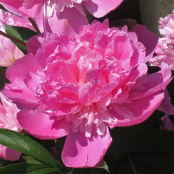 ������ ������ ���� ����������� ������� ��������   ����