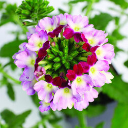 ������ ������ ������� ��������� ������ ������ ������ ������� (1��-100��) ���������������� ������   ����