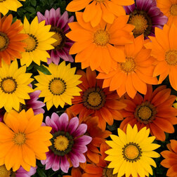 ������ ������ ������� ��� ��� ����� ���� (1��-100��) ���������������� ������   ����