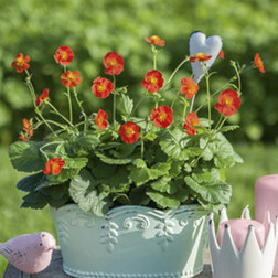 ������ ������ �������� ��� (1��-100��) ���������������� ������   ����