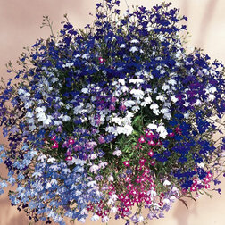 ������ ������ ������� ��������� ������ ���� (1��-100�����) ���������������� ������   ����