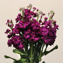 ������ ������ �������� ��� ����� (1��-250��) ���������������� ������   ����