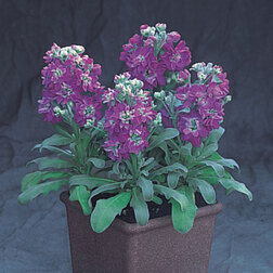 ������ ������ �������� ���������� ��� (1��-250��) ���������������� ������   ����