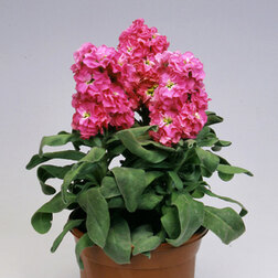 ������ ������ �������� ���������� ��� ���� (1��-250��) ���������������� ������   ����