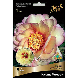 ������ ������ ����� ���-������ ������ ������ * (2-3 �����)   ����