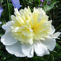 ������ ������ ���� ����������� ����� ������   ����