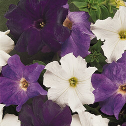 ������ ������ ������� ����������� ����� �������� ���� (1��-100 �����) ���������������� ������   ����