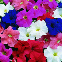 ������ ������ ������� ����������� ����� ���� (1��-100�����) ���������������� ������   ����